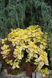 Image result for Coleus engleri