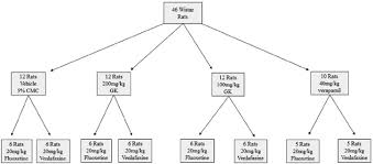 Flow Chart Of Study Design And Animal Groups Download