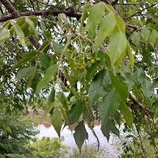 Image result for Phyllanthus muellerianus