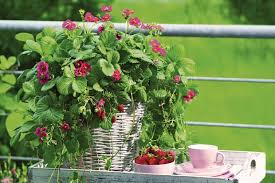 In deutschland gibt es verschiedene definitionen, die einander zum und wie unterscheidet man obst von gemüse? Balkongemuse Krauter Obst Anbauen Schoner Wohnen