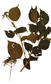 Image result for Premna schimperi
