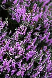 We compiled 62 purple flowers and their care instructions. Pin On Nina S