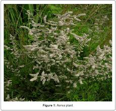 Image result for Aerva