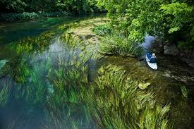 Flowers & more by julia. Texas Wild Rice Federal State Listed Plants Of Texas
