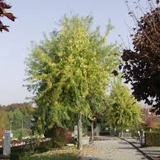 Acer Saccharinum Wieri Sok Pa Google Trad
