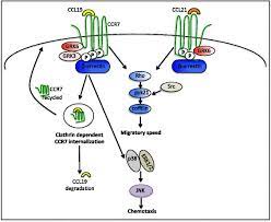 Increased ccr7 expression in the context of denv infections. Role Of C C Chemokine Receptor Type 7 And Its Ligands During Neuroinflammation Journal Of Neuroinflammation Full Text
