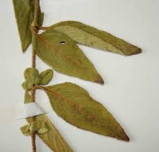 Image result for Lepidagathis scariosa