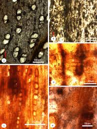 Image result for Drypetes mossambicensis