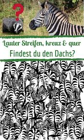 Gut Versteckt Ein Sehr Schwieriges Suchbild Wo Hast Sich Der Dachs Bloss Versteckt Versteckte Bilder Bilder Bilder Ratsel