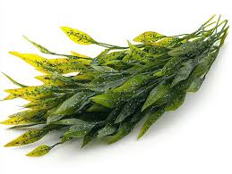 Image result for Enhalus acoroides