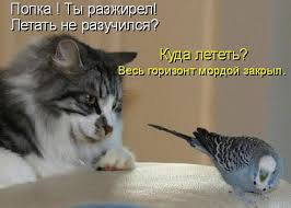 Ok Google скачать песню а ты такой красивый с бородой Kartinki Po Zaprosu Smeshnye Kartinki S Nadpisyami Skachat Onlajn Besplatno Animals Cats Tbl