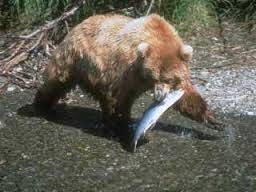 The Definition Of Predation Is The Preying Of One Animal On Others One Organism The Predator Eats All Or Part Of Another Organism The Animals Prey Predator