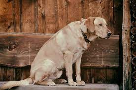 Symptoms Of Vestibular Disease In Dogs Canna Pet
