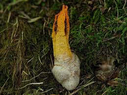 Image result for Pseudopod Ospermum