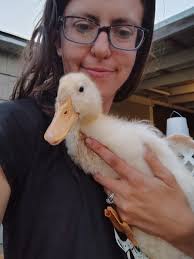 How to determine the gender of ducks?