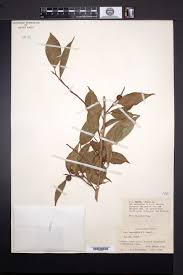 Image result for Ficus oreodryadum