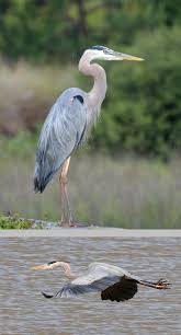 Black Bird With Red And Yellow Stripe On Wing Great Blue Heron In 2020 Blue Heron Heron Photo Heron