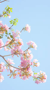 Free download latest collection of aesthetic wallpapers and backgrounds. Free Floral Iphone Wallpapers Elizabeth Anne Autumnwallpaper Free Floral Iphone Wallpap Iphone Background Pink Free Iphone Wallpaper Pastel Iphone Wallpaper