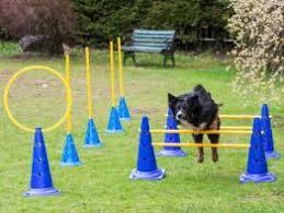 Der schwein agility der hundesport qua rennpiste edogs de magazin. Hundesport Agility Zubehor Gunstig Online Kaufen Hundeshop De