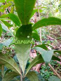 Image result for Ritchiea