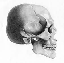 Jun 25, 2021 · new species of human dating to 130k yrs found since it was found by someone other than ed it will be called nesher ramla **** instead of **** jew. 10 Skull Side View Ideas Skull Skull Side View Skull Art