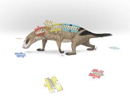 Mammals are animals such as humans, dogs , lions , and whales. What Makes A Mammal A Mammal Our Spine Say Scientists