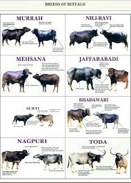 Black And White Cow Breed Name Pin By Logan Higgins On Dhanna Raising Farm Animals Breeds Of Cows Cattle Farming