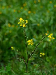 Image result for Sinapis arvensis