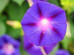 Morning Glory Magical Uses Awaking To The Magic Of Life Clarity Ad Simplicity Happiness And Har Morning Glory Flowers Morning Glory The Good Witch S Garden