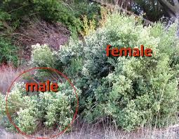 Image result for Commicarpus pilosus