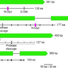 Savings bank account interest is calculated on a daily basis on the daily closing balance in the account, at the rate specified by icici bank in accordance with reserve bank of india directives. Western Blot Analysis Of Gpib His Sspm His Sspn His And Sspo His Download Scientific Diagram