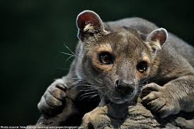 Interesting Facts About Fossa Cute Wild Animals Madagascar Animals Animals