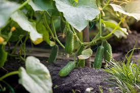 It is also one of the few vegetables that can be provided raw. Cucumbers Cat Assassins The Permaculture Research Institute