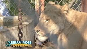 You can rest easy knowing that your payment. Zanesville Ohio Animal Tragedy Why Do People Own Exotic Pets Abc News