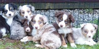 As toy australian shepherds mature into adulthood, be in addition, toy australian shepherds require lots of exercise. Toy Australian Shepherd Puppies For Sale In California Toywalls