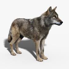 3d Model Gray Wolf Fur C4d Obj 3ds Fbx Ma Lwo 96393 Seryj Volk Zhivotnye Volk