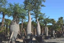 We did not find results for: Chorisia Speciosa Urbapalms