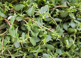 Verdolaga is also valued in latin america for its medicinal properties. Gangavalli Kura Purslane Sync With Nature