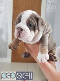 Find a olde english bulldog on gumtree, the #1 site for dogs & puppies for sale classifieds ads in the uk. Kc Reg English Bulldog Puppies For Free Adoption Aluva Free Classifieds