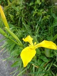 あやめ 花菖蒲などの葉をまだそのままにしています 株を増やしたいのです Yahoo 知恵袋