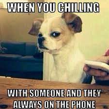 Pin On Animal Memes