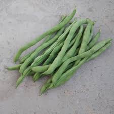 Image result for Phaseolus vulgaris