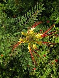 Image result for Erythrostemon