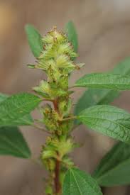 Image result for Acalypha