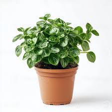 Image result for Plectranthus verticillatus