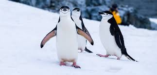Image result for penguin