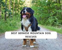 Maybe you would like to learn more about one of these? 14 Best Bernese Mountain Dog Rescues 2021 We Love Doodles
