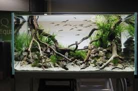 Driftwood Roots Beautiful Driftwood Roots For Fish Tank Background Purchase Natural Driftwood For Yo Fish Tank Plants Aquarium Fish Tank Aquarium Driftwood