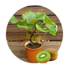 Kiwi Bonsai Arbres En Pots Idees De Jardinage Graines De Fleurs