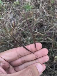 Image result for Dichanthium aristatum